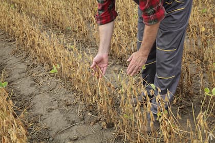 Sojicultor observa o impacto da seca sobre o desenvolvimento da lavoura de soja