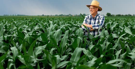 Agricultor do interior dos EUA observa o desenvolvimento de sua lavoura de milho
