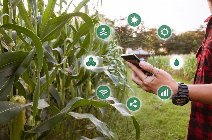 pessoa segurando o celular na mão, de frente a plantação de milho, analisando dados digitalmente