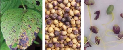 Imagem do crestamento foliar de cercospora 