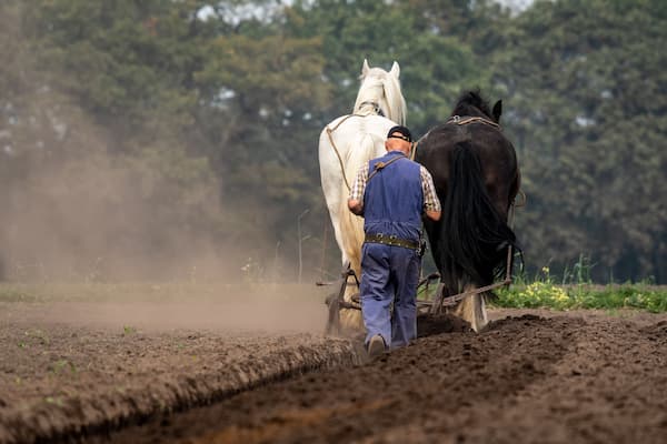 arado puxado a cavalo 