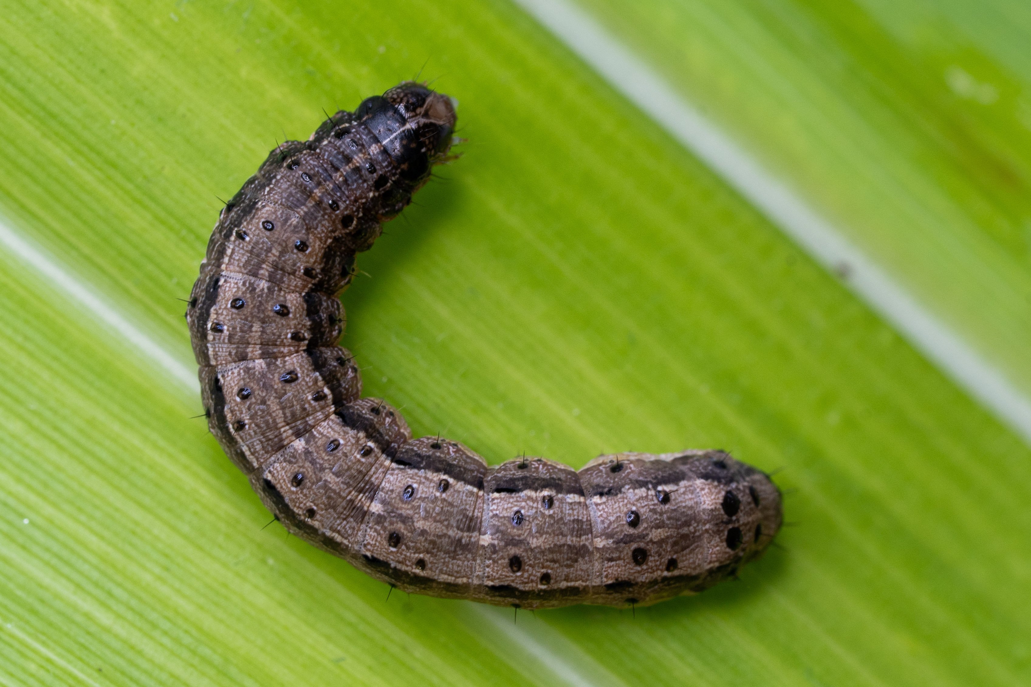 Lagarta-do-cartucho (Spodoptera frugiperda) é uma praga do milho, que pode causar danos da emergência da cultura à formação das espigas