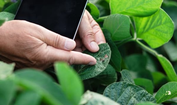 Produtor usa tablet para fazer monitoramento de pragas na soja