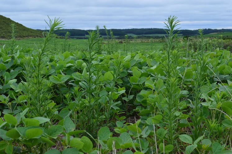 imagem de plantação repleta de diversos tipos de plantas daninhas