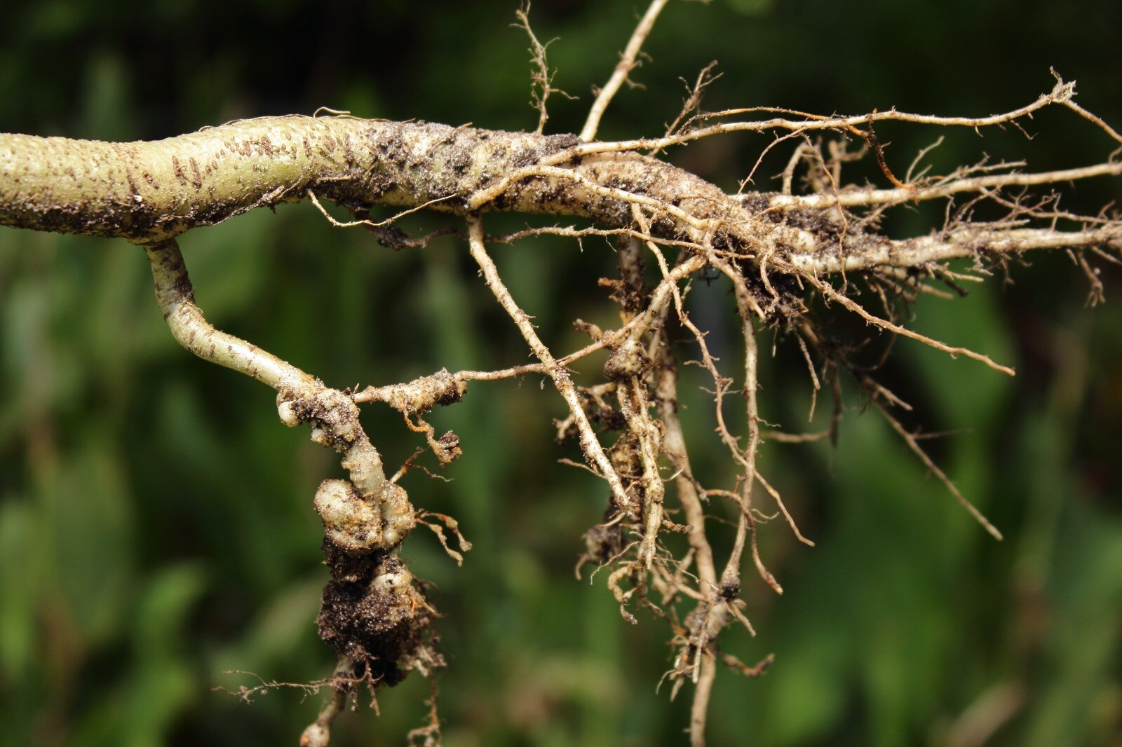 Planta infestada por nematoide