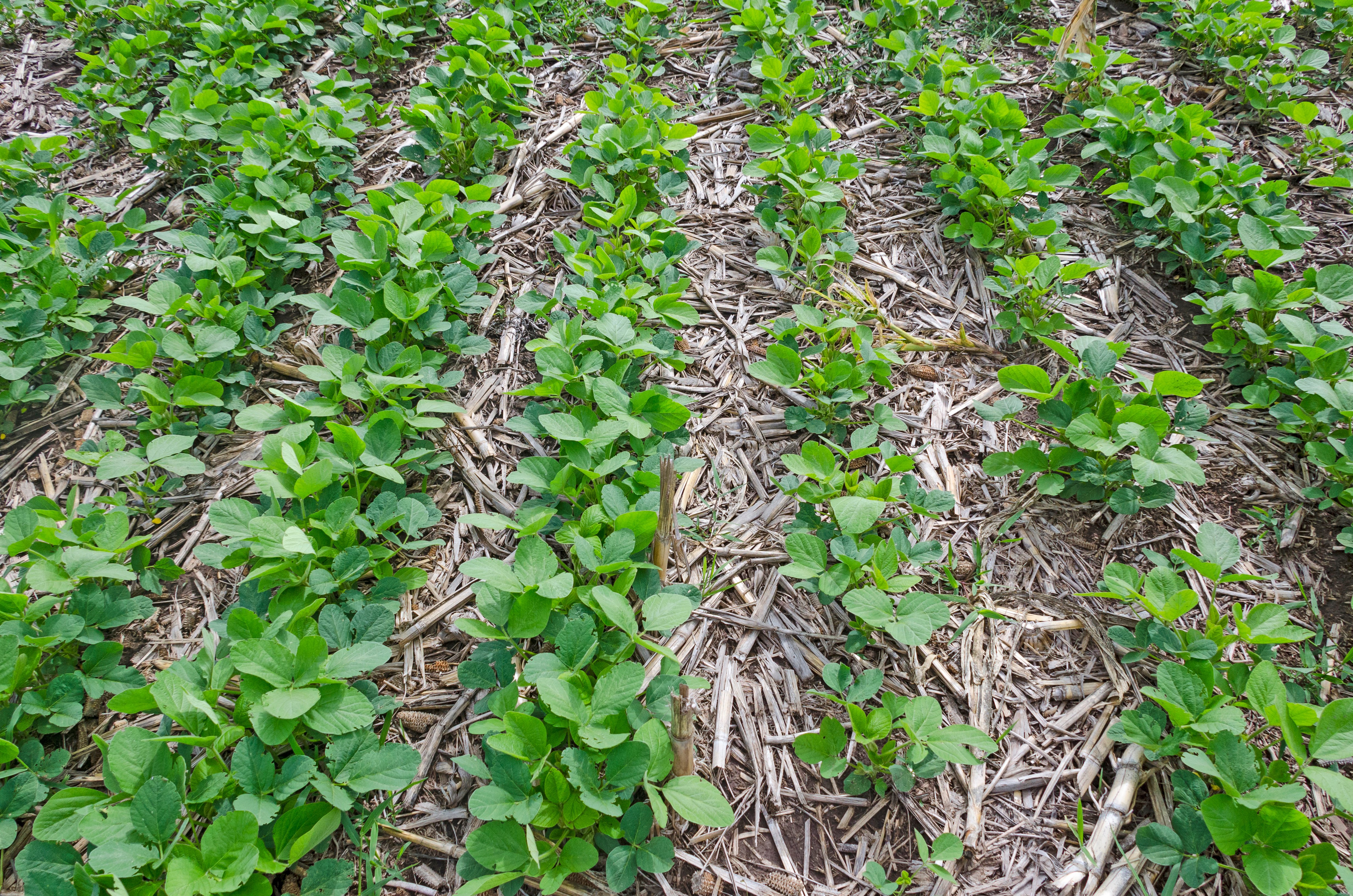  o plantio direto de soja na agricultura moderna com a adoção de baixo carbono 