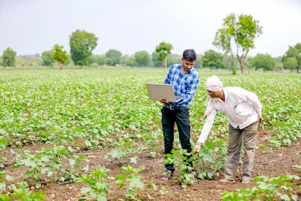 Agricultores de algodão da Índia consultam dados no notebook para avaliar o desenvolvimento da lavoura
