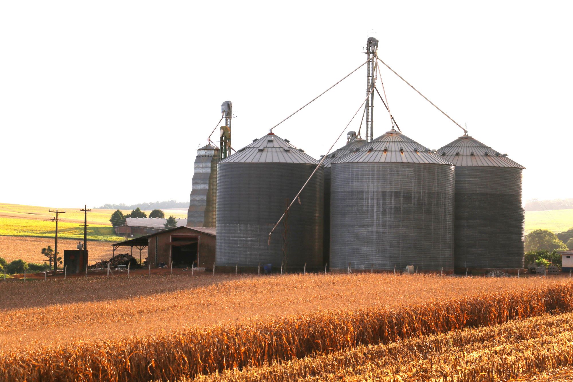 Silo_ Milho