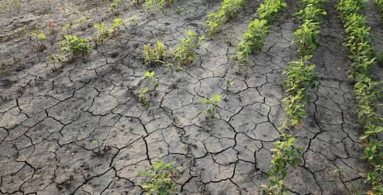 Seca afeta severamente a lavoura de soja. Estações meteorológicas ajudam a acompanhar de perto as oscilações do clima..