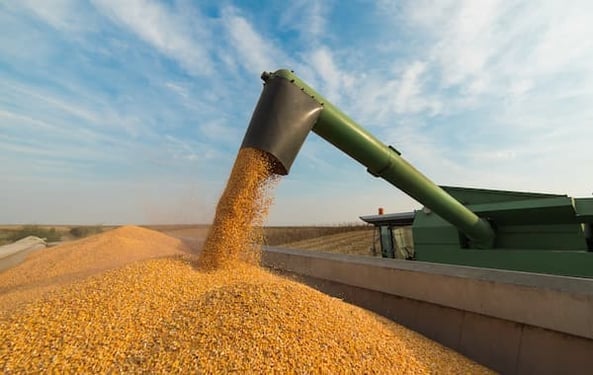 Grãos de milho são transbordados pela colheitadeira sobre o caminhão durante o processo de colheita da lavoura