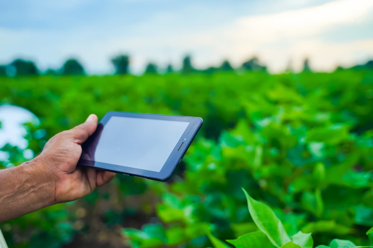 Produtor com o tablet na mão, observando a plantação de algodão