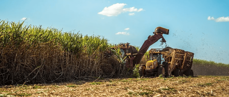 Trator fazendo a colheita de cana de açúcar na lavoura