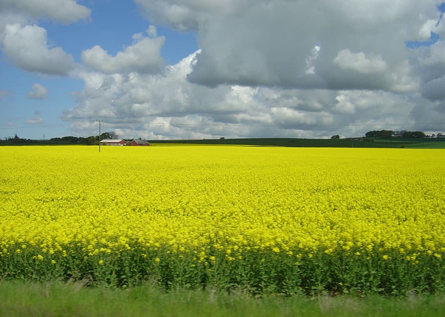 Canola - cultura de cobertura.