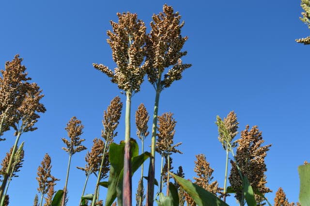 Sorgo - cultura de cobertura.