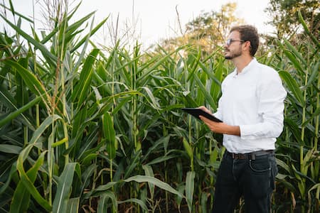 Ao observar a lavoura de milho, produtor consulta o tablet para acessar dados sobre o talhão