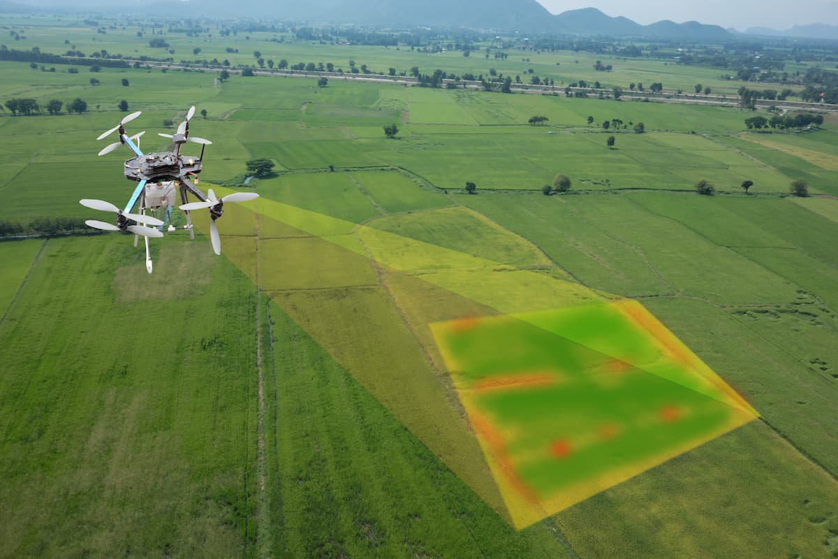 Um drone analisa a planatção que está infestada de planta daninha 