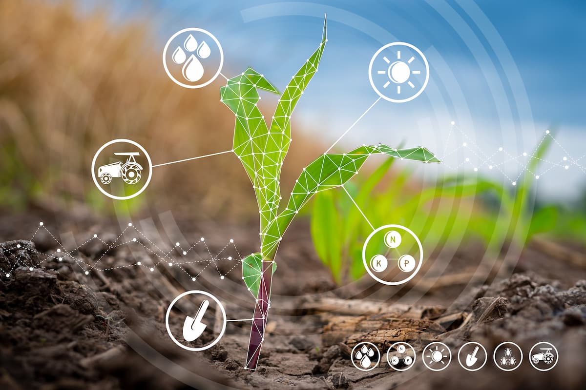Plantio de milho através da agricultura digital 
