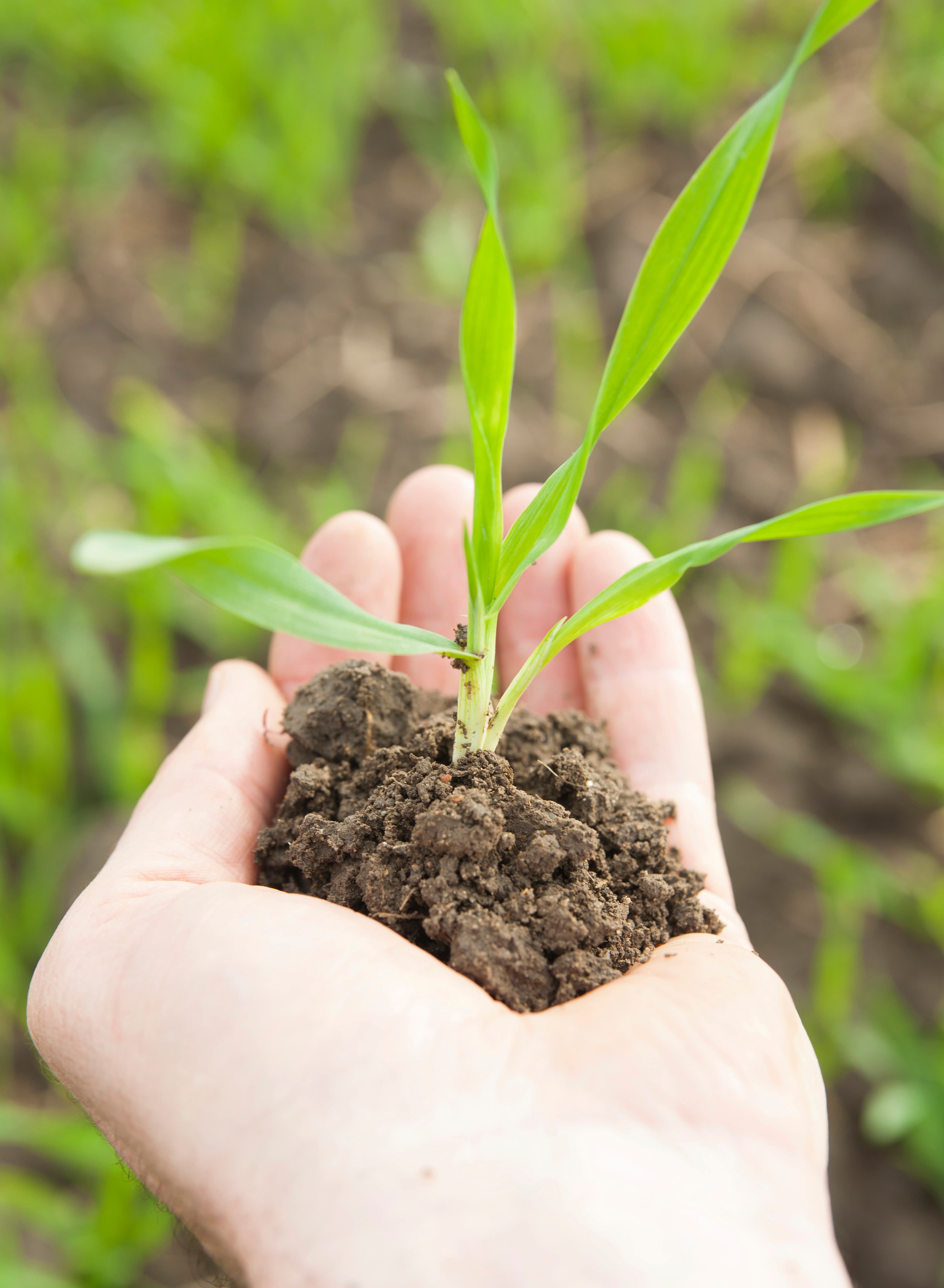 hand holding corn seedling