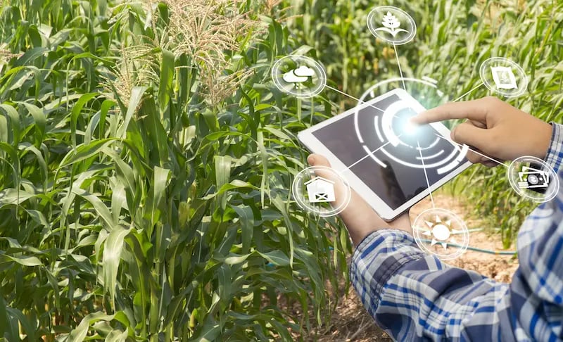 produtor operando tablet na plantação de milho ilustrando artigo sobre o uso de tecnologia no campo