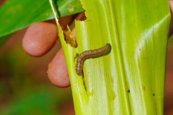 Lagarta Spodoptera frugiperda devora a planta de milho