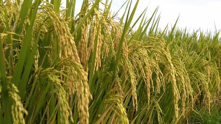 Vasta lavoura de arroz em uma das áreas rurais da China
