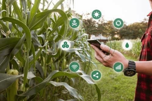 Produtor utiliza o celular para acompanhar os dados sobre a lavoura de milho