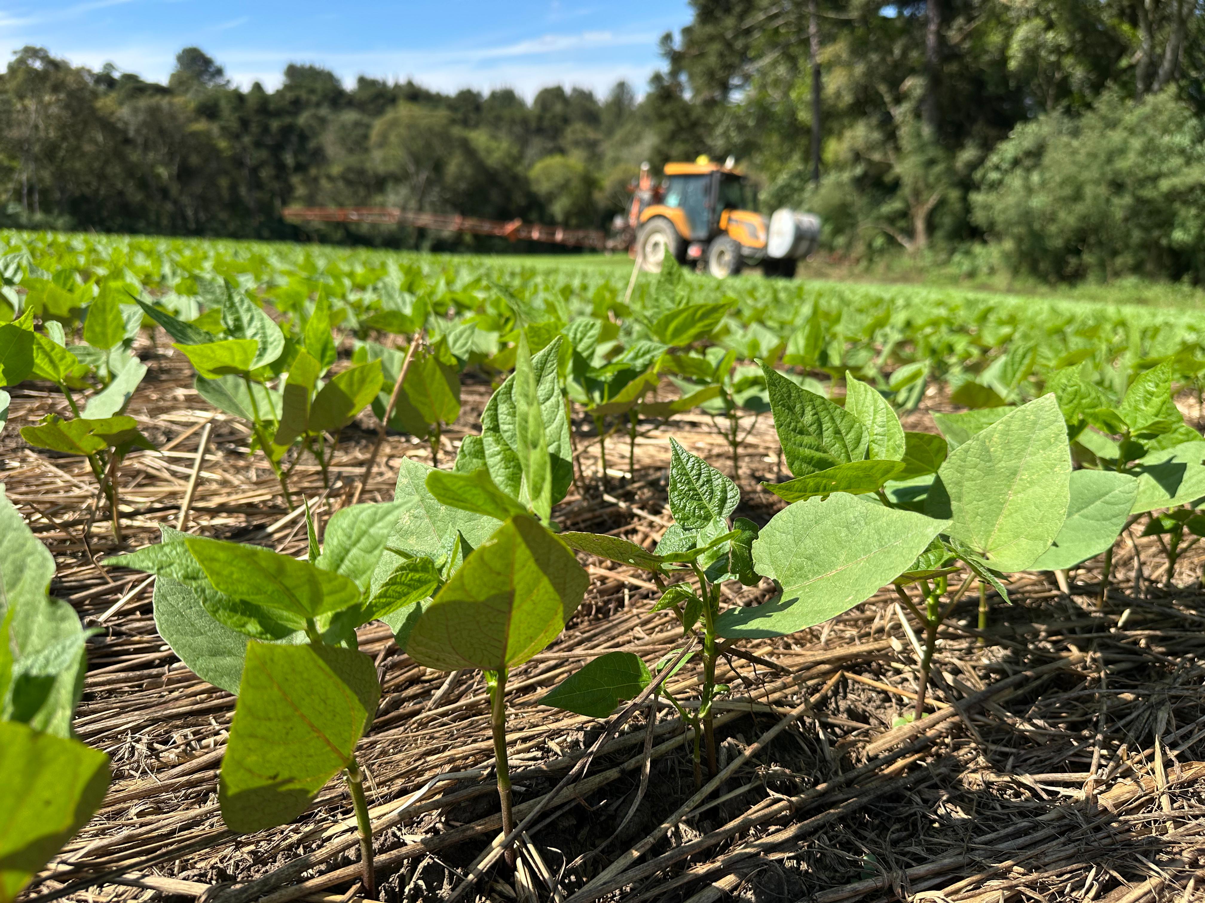 plantação de soja