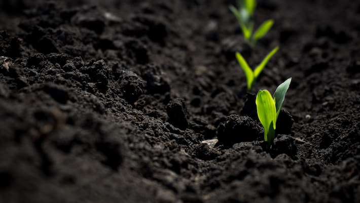 Plantio safrinha através da agricultura sustentável