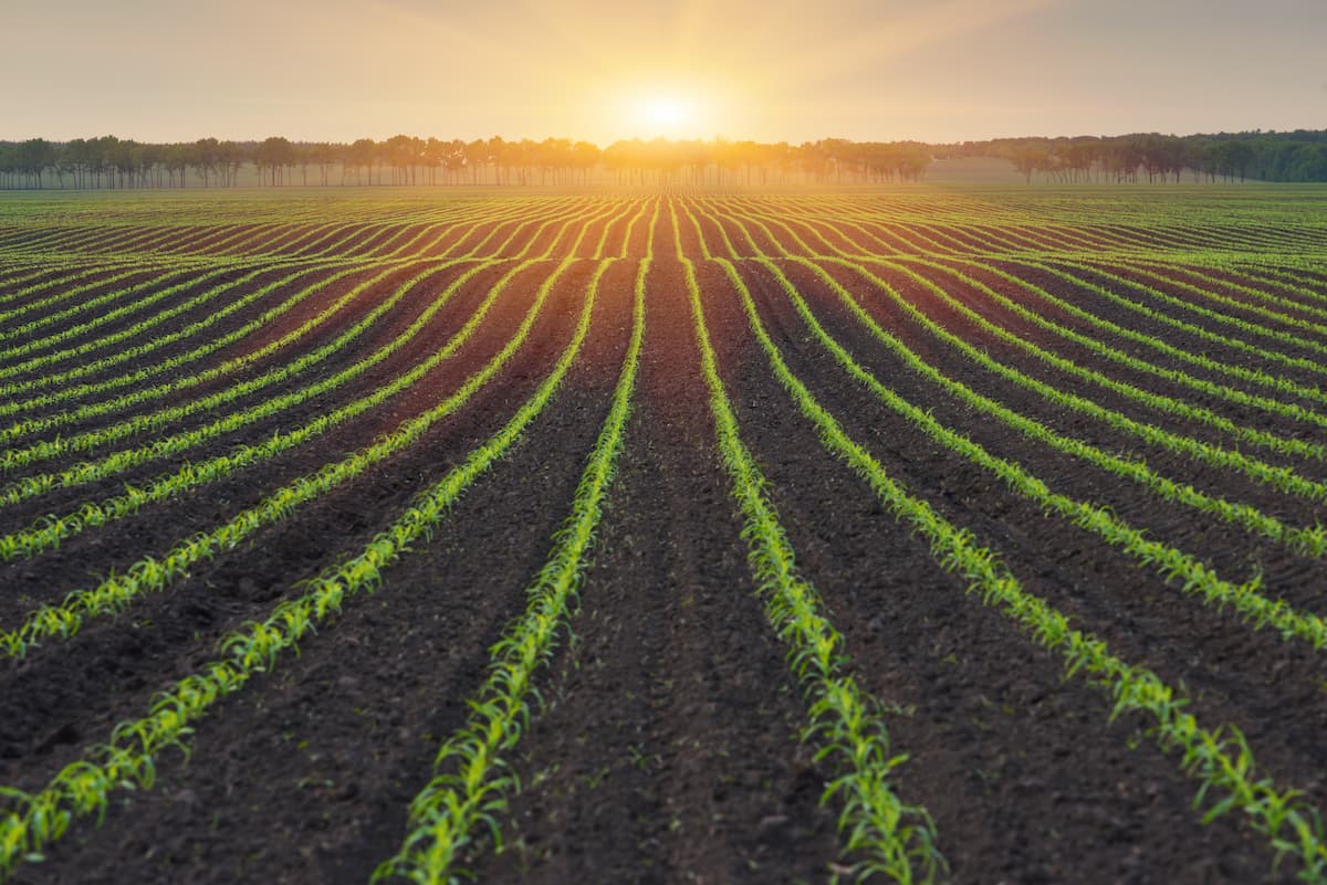 Previsão do tempo na agricultura: como funciona e quais os benefícios