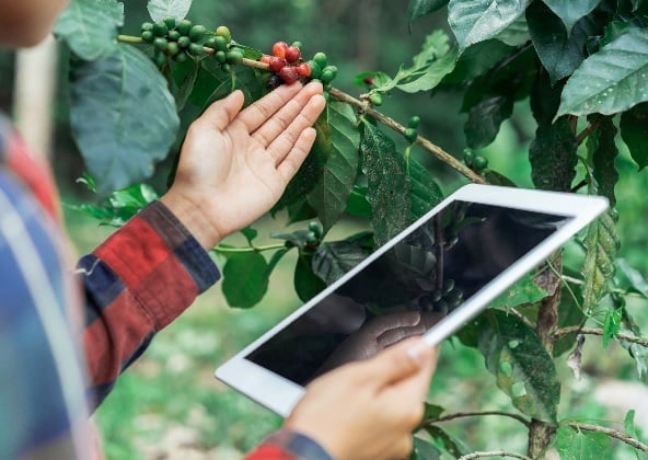pessoa segurando um tablet e tocando em uma colheita de café