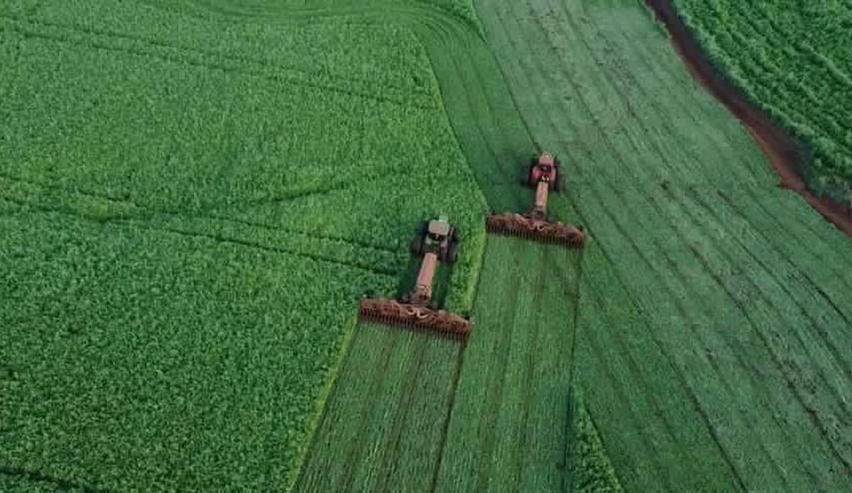  imagem aérea de plantio de trigo em cima do nabo forrageiro