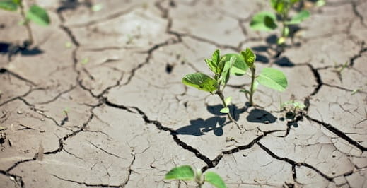 Estiagem dificulta o desenvolvimento da soja, ainda pequena e o chão rachado comprova a severidade da seca