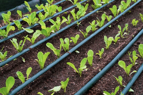 Irrigação por gotejamento em um canteiro de hortaliça: esse sistema permite otimizar o uso de água
