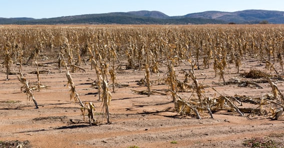Estiagem provoca perda significativa na lavoura de milho