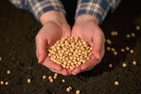 Produtor segura a semente de soja que está pronta para ser semeada