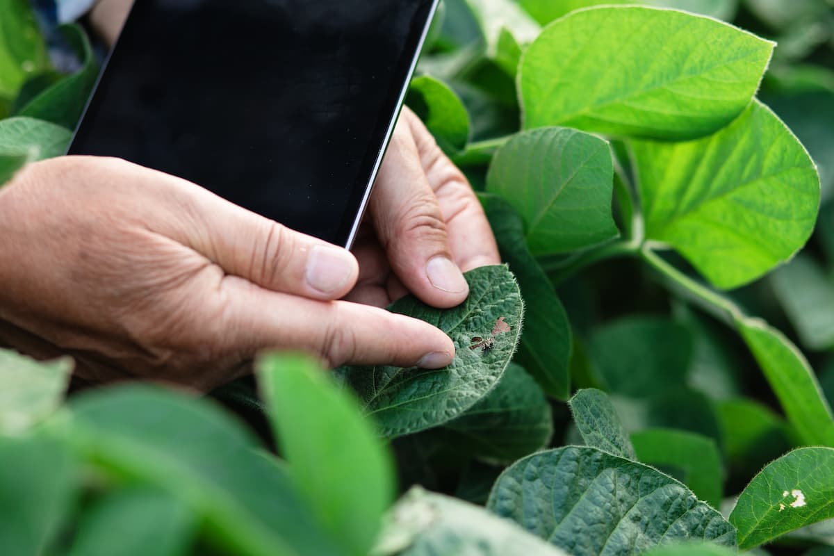 Um agricultor vendo a sua plantação 