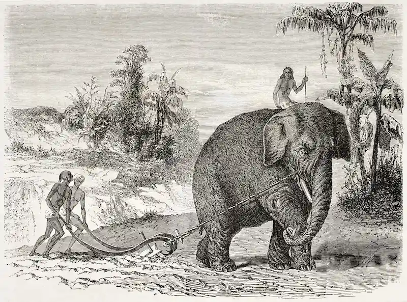 Arado puxado a elefante no Sri Lanka