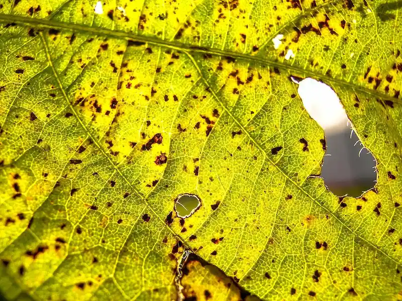 Doença ferrugem-asiática em soja (Phakopsora pachyrizi)