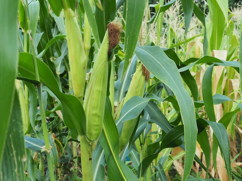 desenvolvimento vegetativo do milho