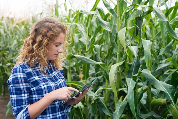 Sensoriamento remoto na agricultura mulher em pé mexendo no tablet em um milharal